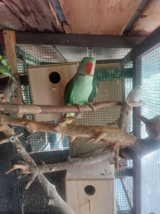 Papagali Pui Marele Alexander