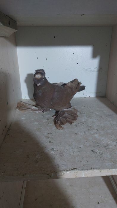 Кептер! Голуби! Красныйе! Карасоч!