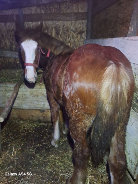 de vnzare doa mânze