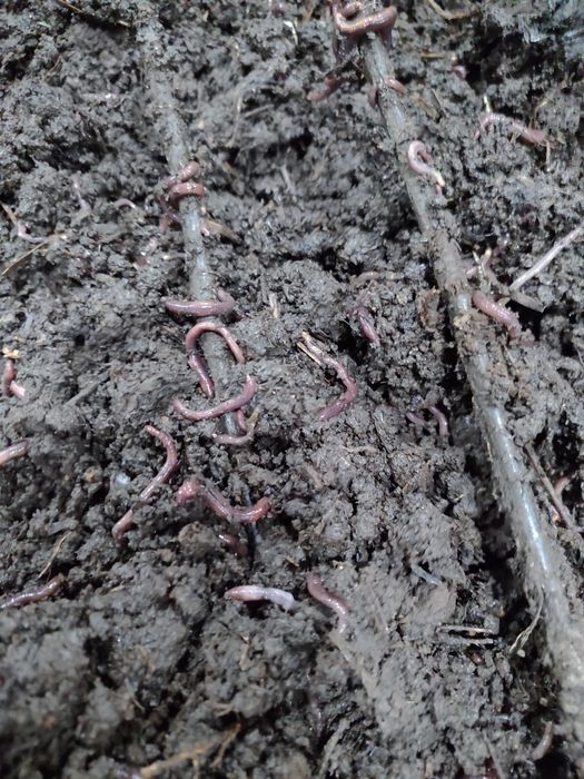 Червяк на рыбалку