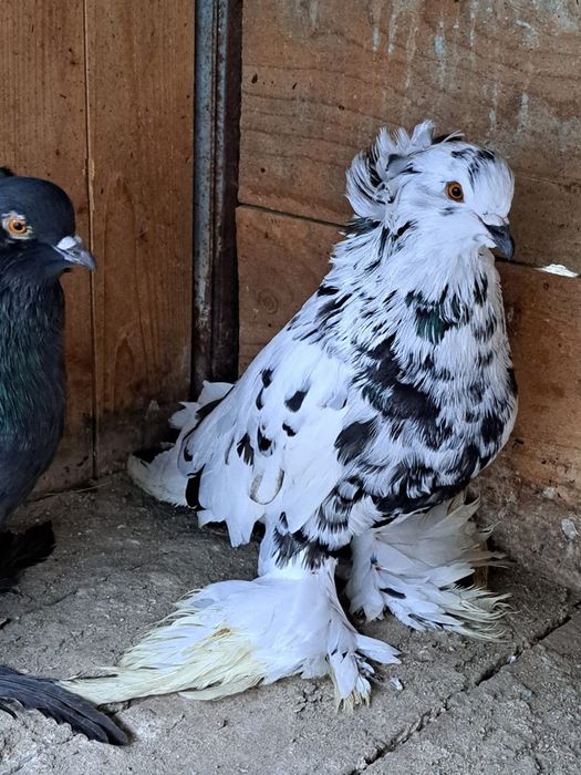 Porumbei uriaș maghiar