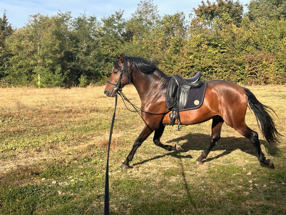 Andaluz ,PRE, cal /cai echitatie calarie