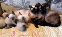Котята сиамские отдам бесплатно