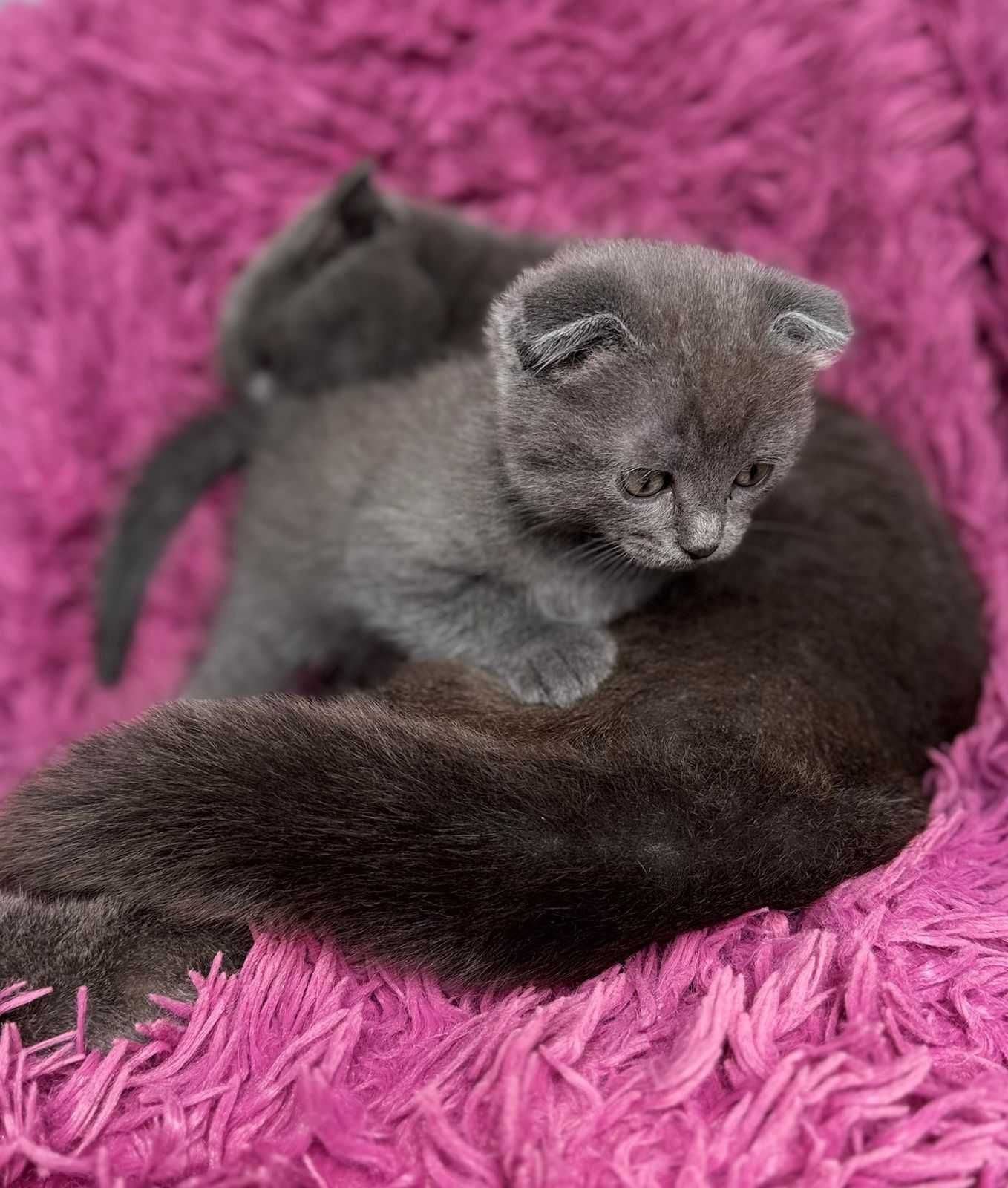 Шотландский вислоухий котенок ищет любящих хозяев