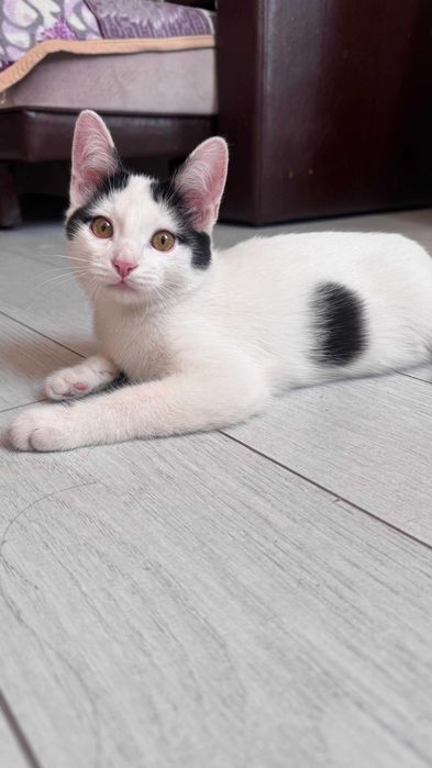 Отдам котенка в добрые руки