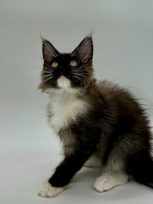 Pisica Femela Maine Coon cu pedigree (WCF AUTORIZATA) Livrare