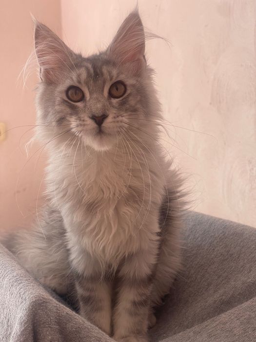 Maine Coon cu părinții campion