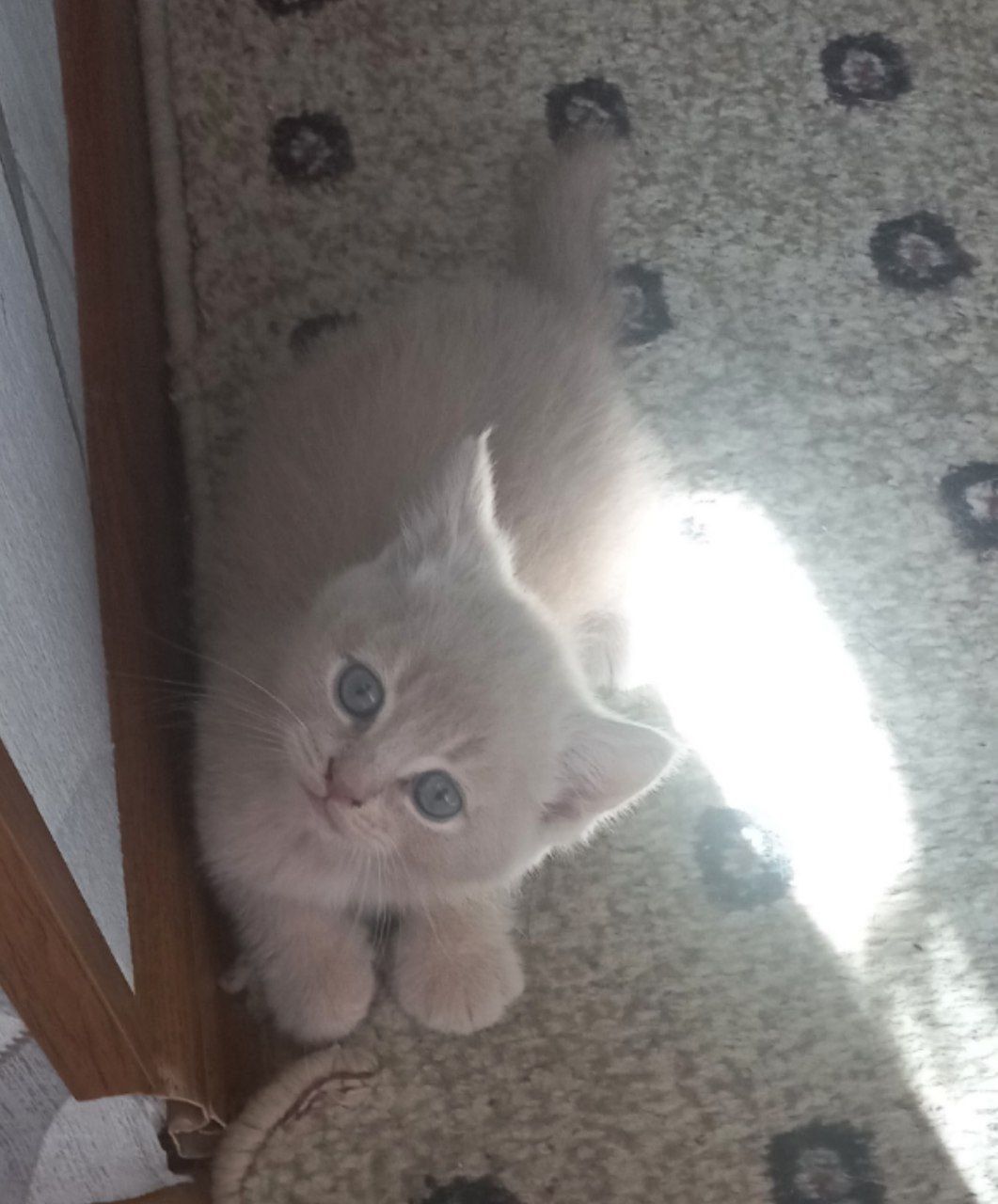 Скотиш страйт 1,5 месяцев