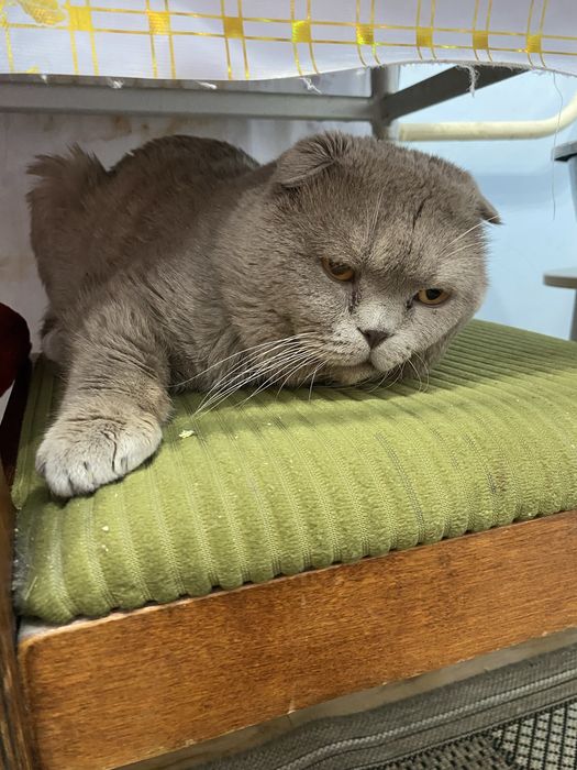 отдам кота в добрые руки