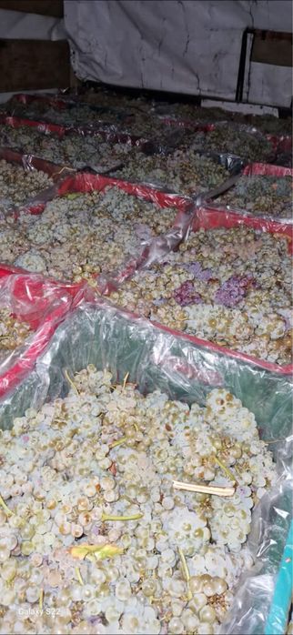 Vand struguri de vin transport in toata tara