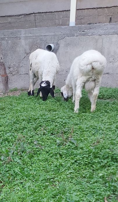 Эгизак кучкорлар сотилади.