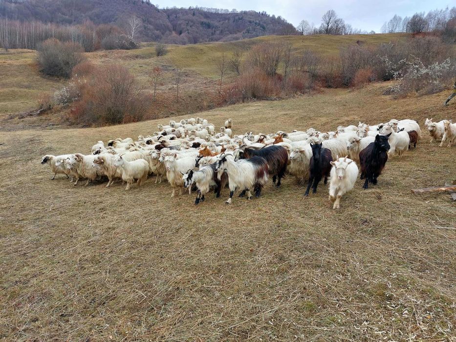 Vand oi majoritatea tinere