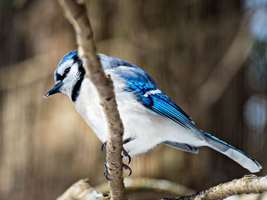 Nikon AF 80-400mm f/4.5-5.6D ED VR Nikkor обектив Никон