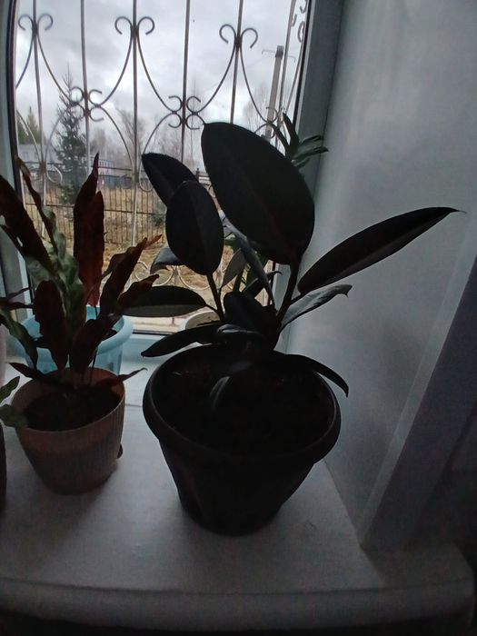 Растения красивые