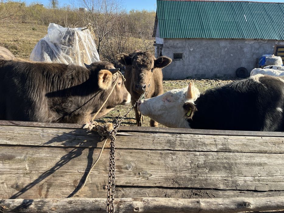 Vand vitei, in jur de un an,