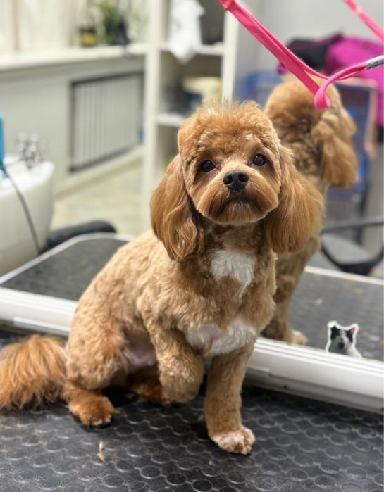 Кабель мальтипу ищет сучку для вязки