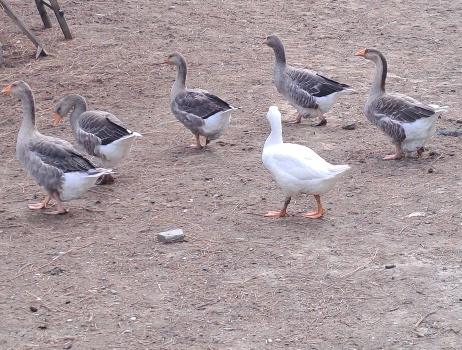 Gaste românești tinere