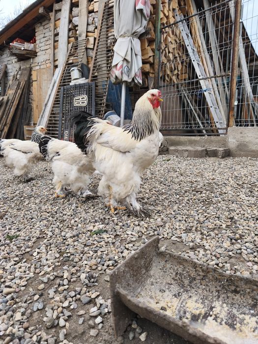 Vand 6 gaini + cocos Brahma