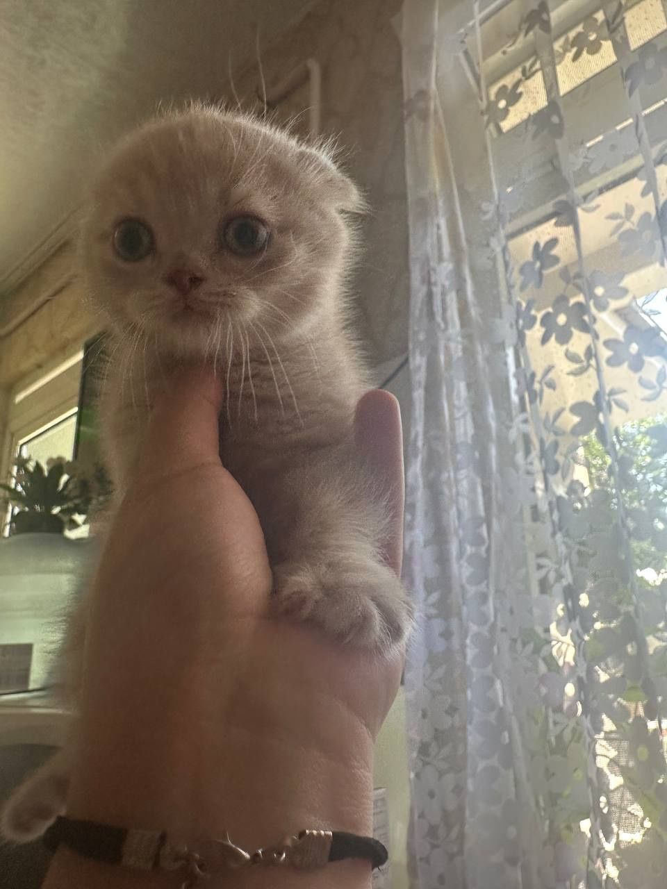 Капучино рангли вислоухий мушукча сотилади — зоти Scottish Fold