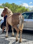 Armig Ciocolatiu Semi Greu Vârstă 1 An