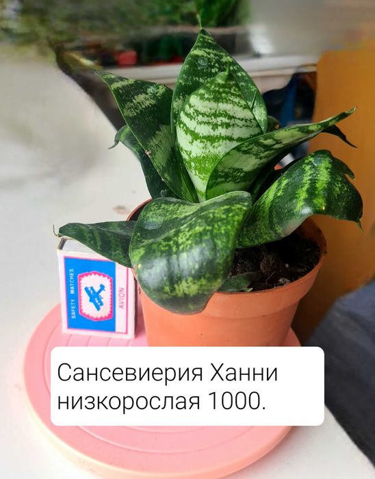 Цветы комнатные не бесплатно