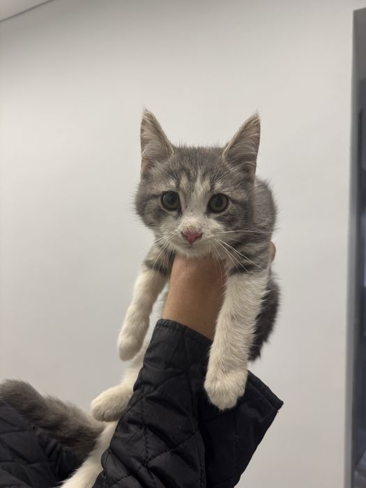 Марғаулар беріледі