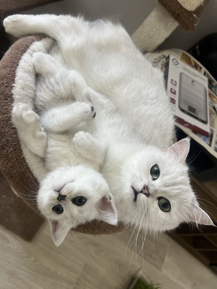 Fetita British Shorthair