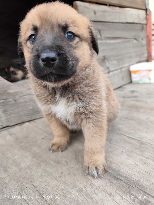 Подарявам бебета кученца