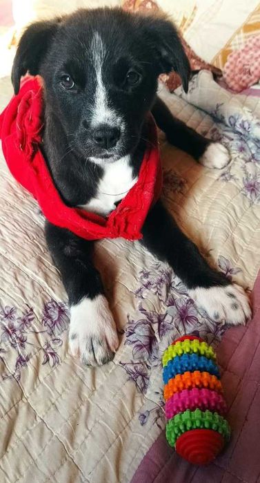 В добрые руки пристраиваю щенков