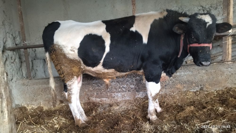 Насл олишга рассиски бука сотилади