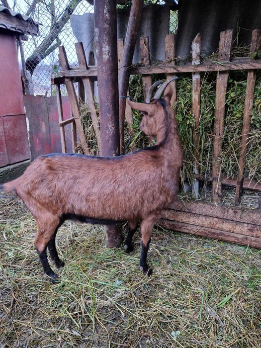 Caprita Alpina Franceza