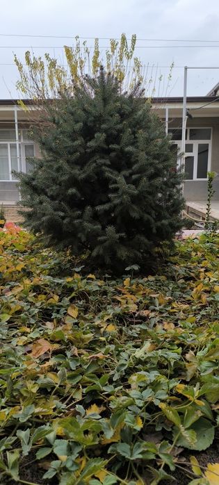 Голубой ель арчалари сотилади