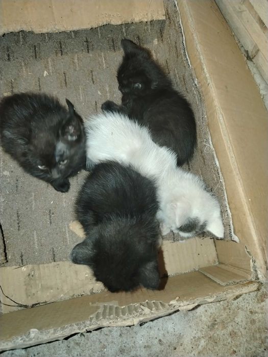 4 Pisoi băieți gratis