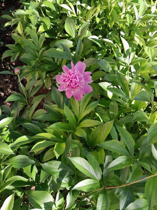 Продаю Кусты Пионов