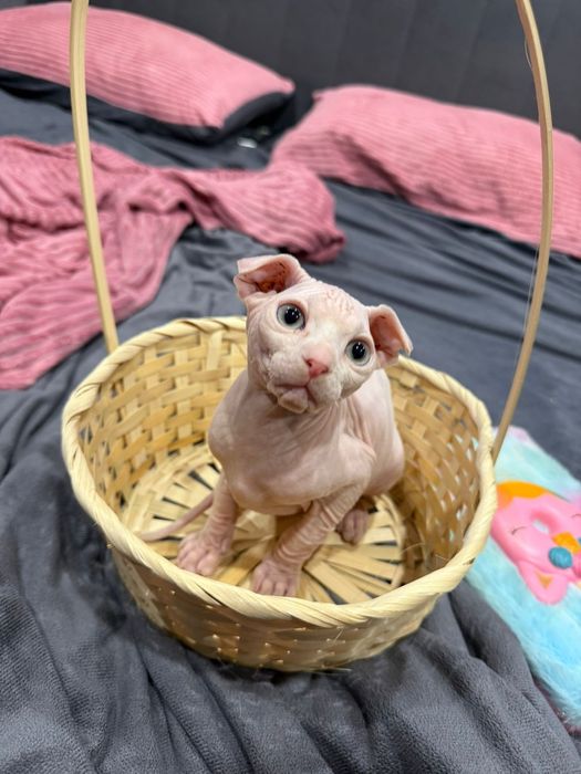 Сфинксы левкой и эльф