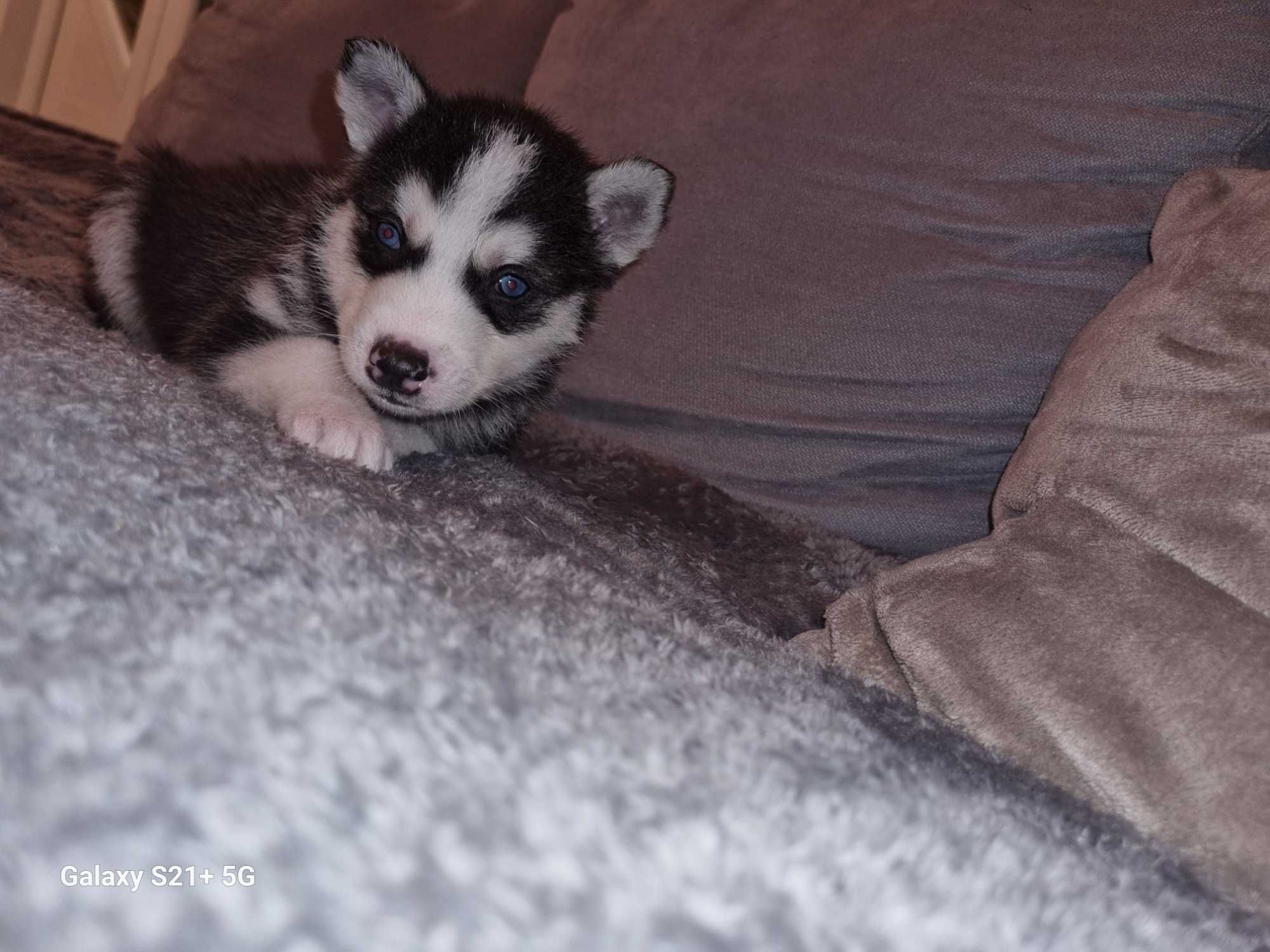 Catel husky Siberian