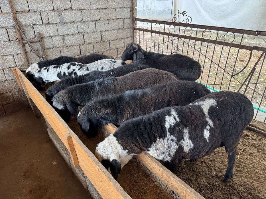 Qoʻy qoʻchqor qassob qurbonlikka