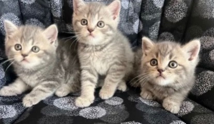 Шотландские котята