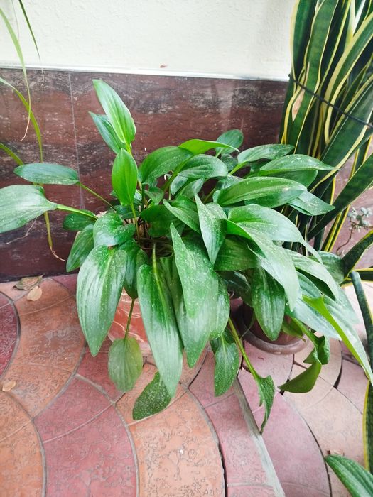 Продаются цветы на горшке