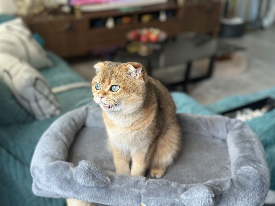 Scottish fold golden