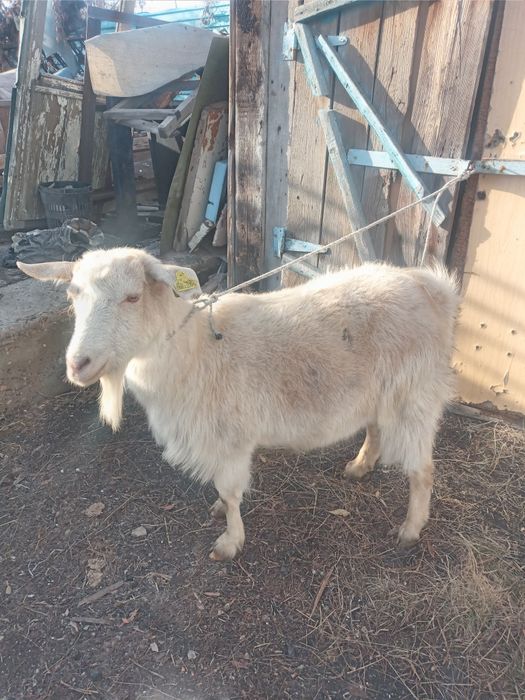 Продам козу дойную