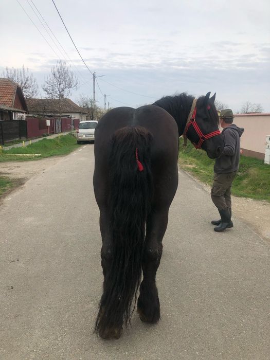 Vând Armăsar în vârstă de 4 ani