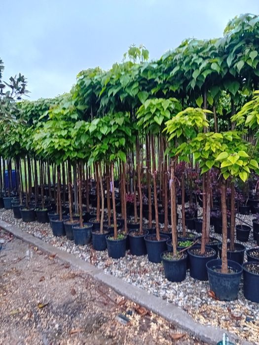 Vând catalpa globulară diferite dimensiuni