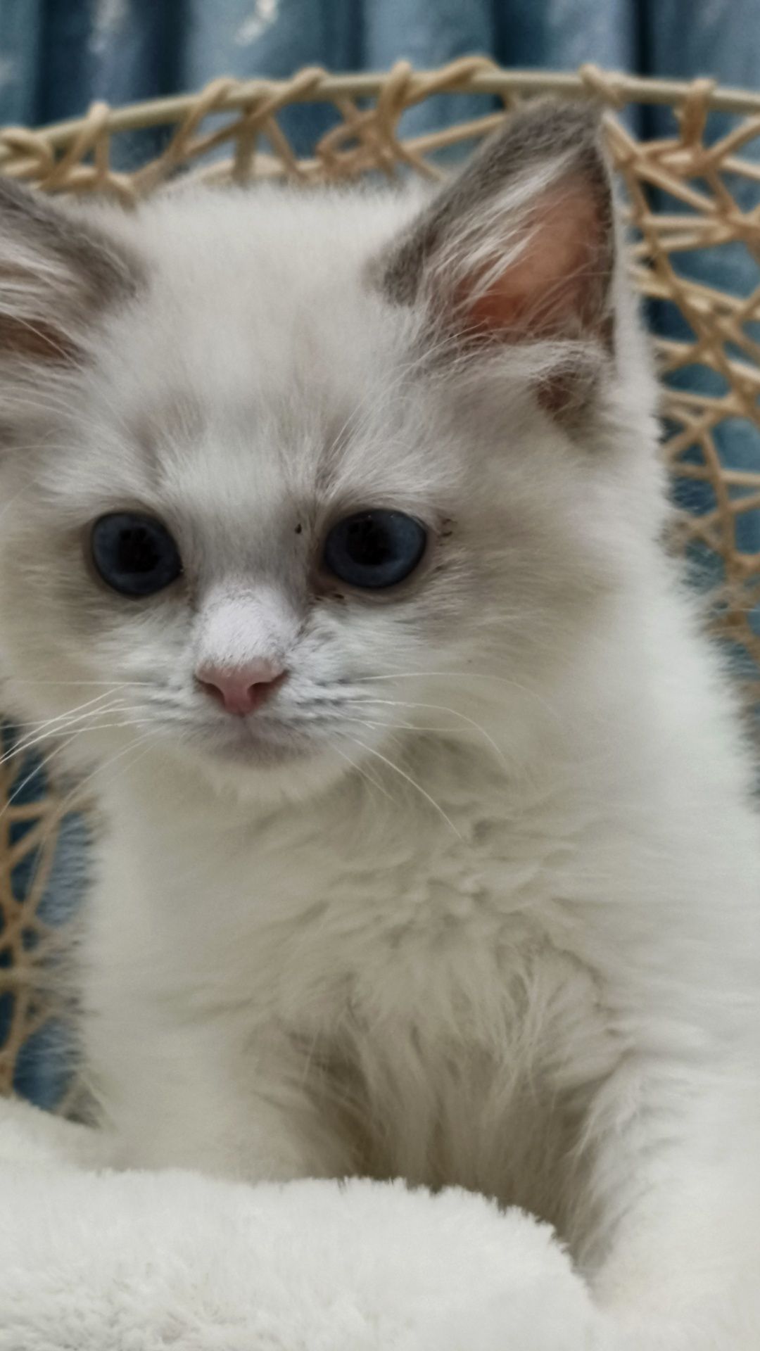 Продаётся котёнок породы рэгдолл