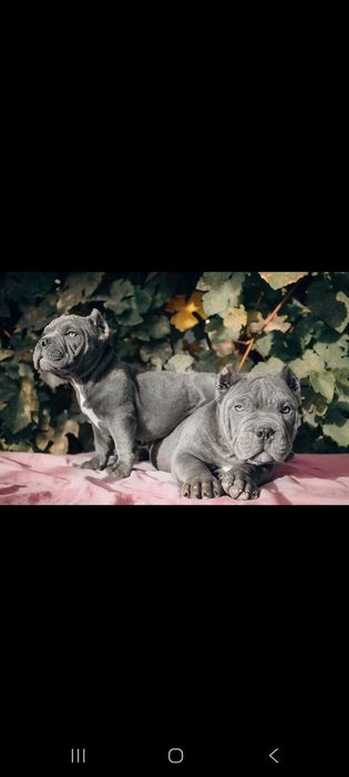 Американские булли