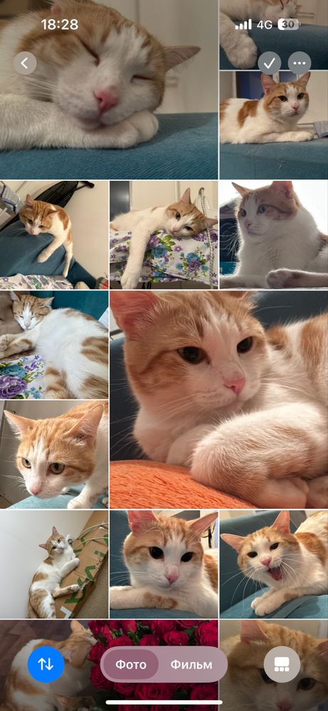 Кот по кличке РЫЖИК ищет дом !