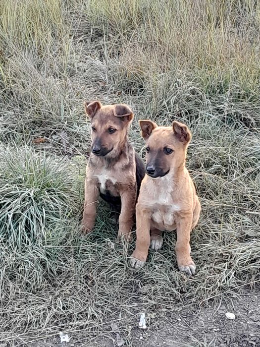 Щенки ищут ответственных хозяев и дом