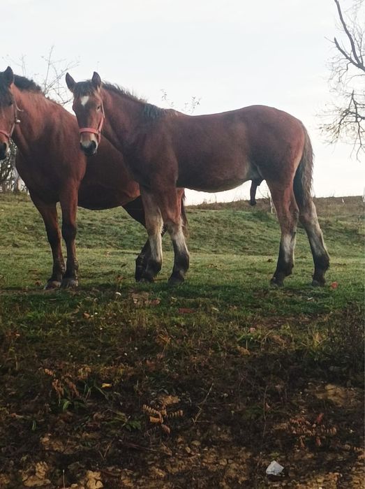 vand manz bine tinut