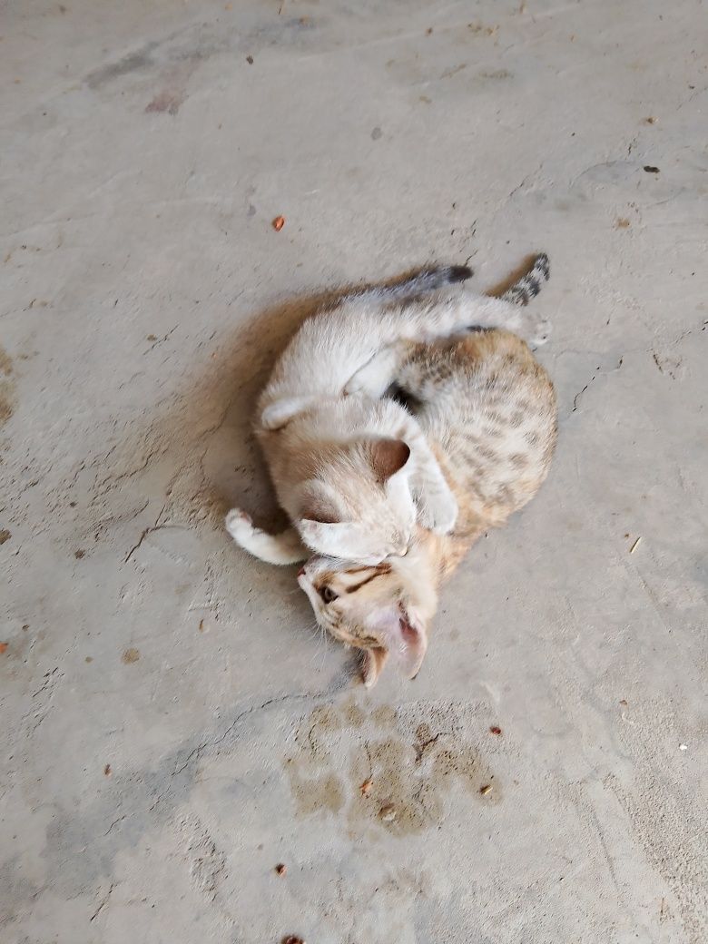 Отдам в добрые руки котят