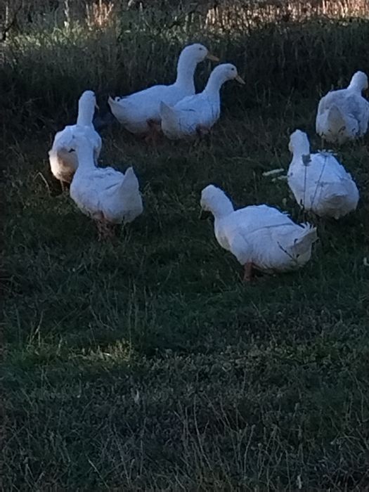Vînd două rațe și un rătoi sau schimb